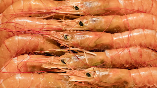 قیمت میگو پرورشی سایز 60